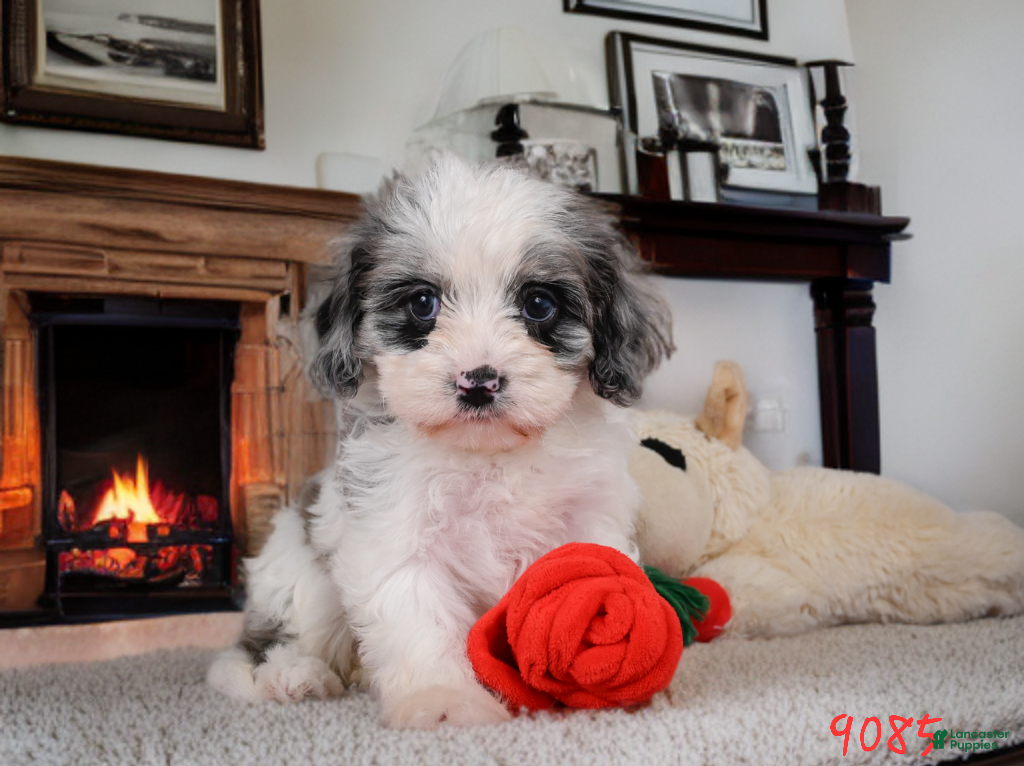 Cavapoo dogs Penny - Ad 1