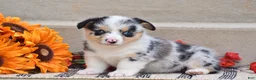 Welsh Corgi Pembroke dogs for sale: Tiffany - Ad 4