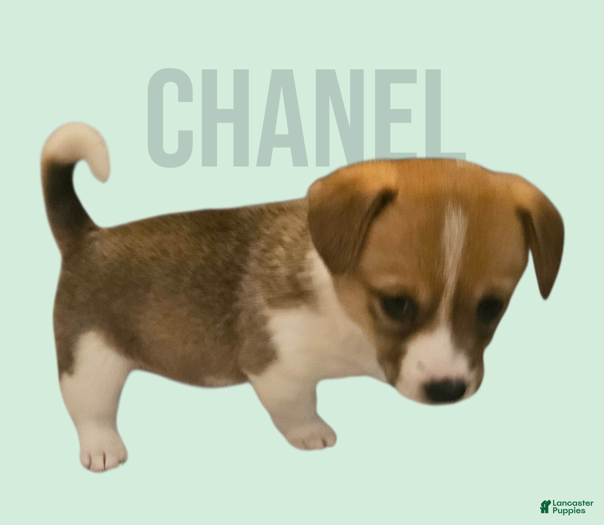 Mixed Breed dogs Chanel - Ad 3