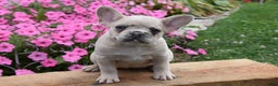 French Bulldog dogs for sale: Kristi - Ad 8