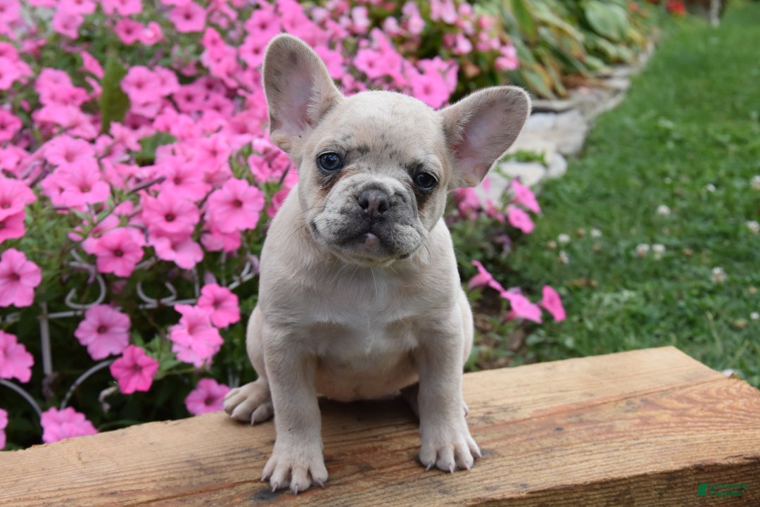 French Bulldog dogs for sale: Kristi - Ad 8
