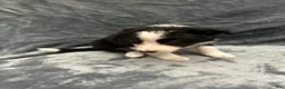 Border Collie dogs for sale: Faye - Ad 6