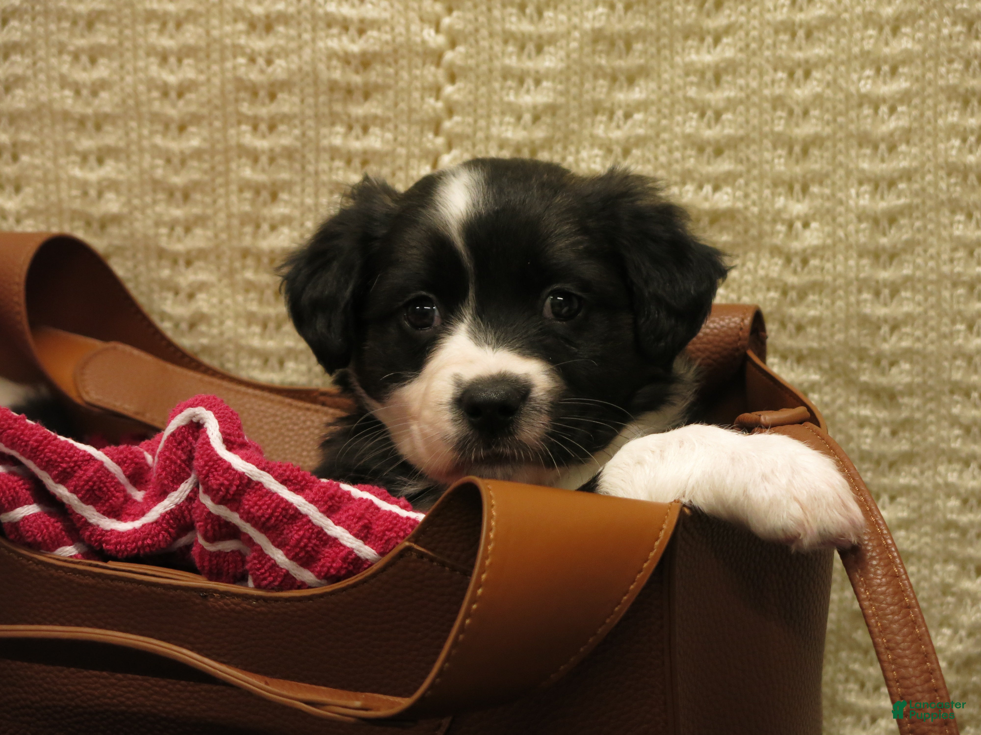 Mixed Breed dogs Valencia - Ad 3