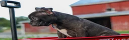 Frenchton dogs for sale: MAX - Ad 3