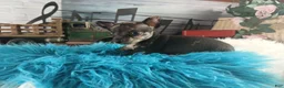 Chihuahua dogs for sale: Mouses black merle - Ad 4