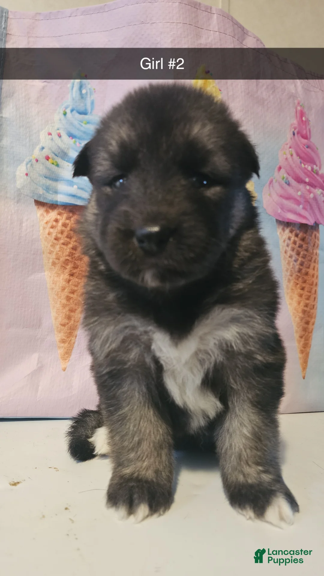 Gerberian Shepsky dogs for sale: Gerberian Shepsky Puppy 2 - Ad 1