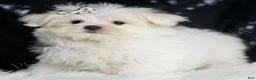 Maltese dogs for sale: Dior - Ad 4