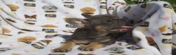 French Bulldog dogs for sale: French Bulldog 2 - Ad 5