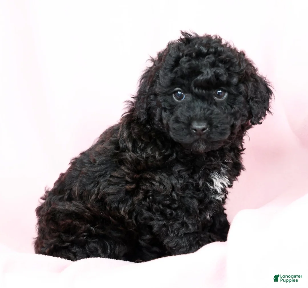 Toy Poodle dogs for sale: Bella - Ad 6