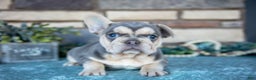 French Bulldog dogs for sale: Zara - Ad 1