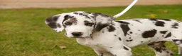 Great Dane dogs for sale: Blake Great Dane  - Ad 8
