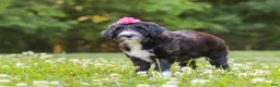 Portuguese Water Dog dogs for sale: Grace - Ad 4