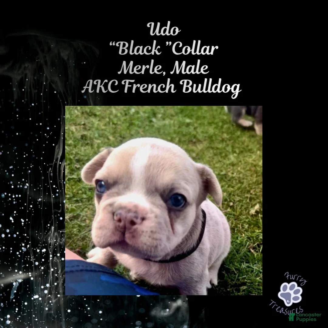 French Bulldog dogs for sale: Udo “Black”Collar, Male - Ad 1