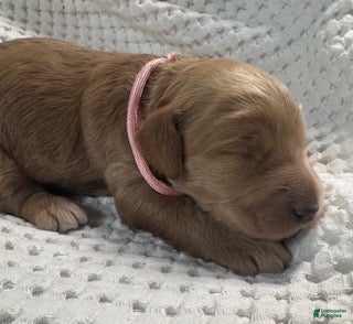 Miniature Labradoodle dogs Miniature Labradoodle 2 - Ad 34