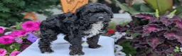 Maltipoo dogs for sale: Kylo - Ad 3