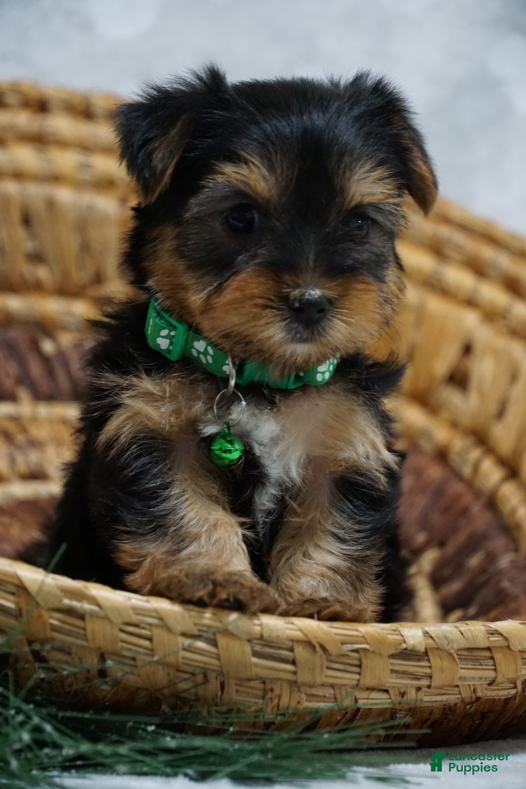 Yorkshire Terrier dogs for sale: Daffodil - Ad 1