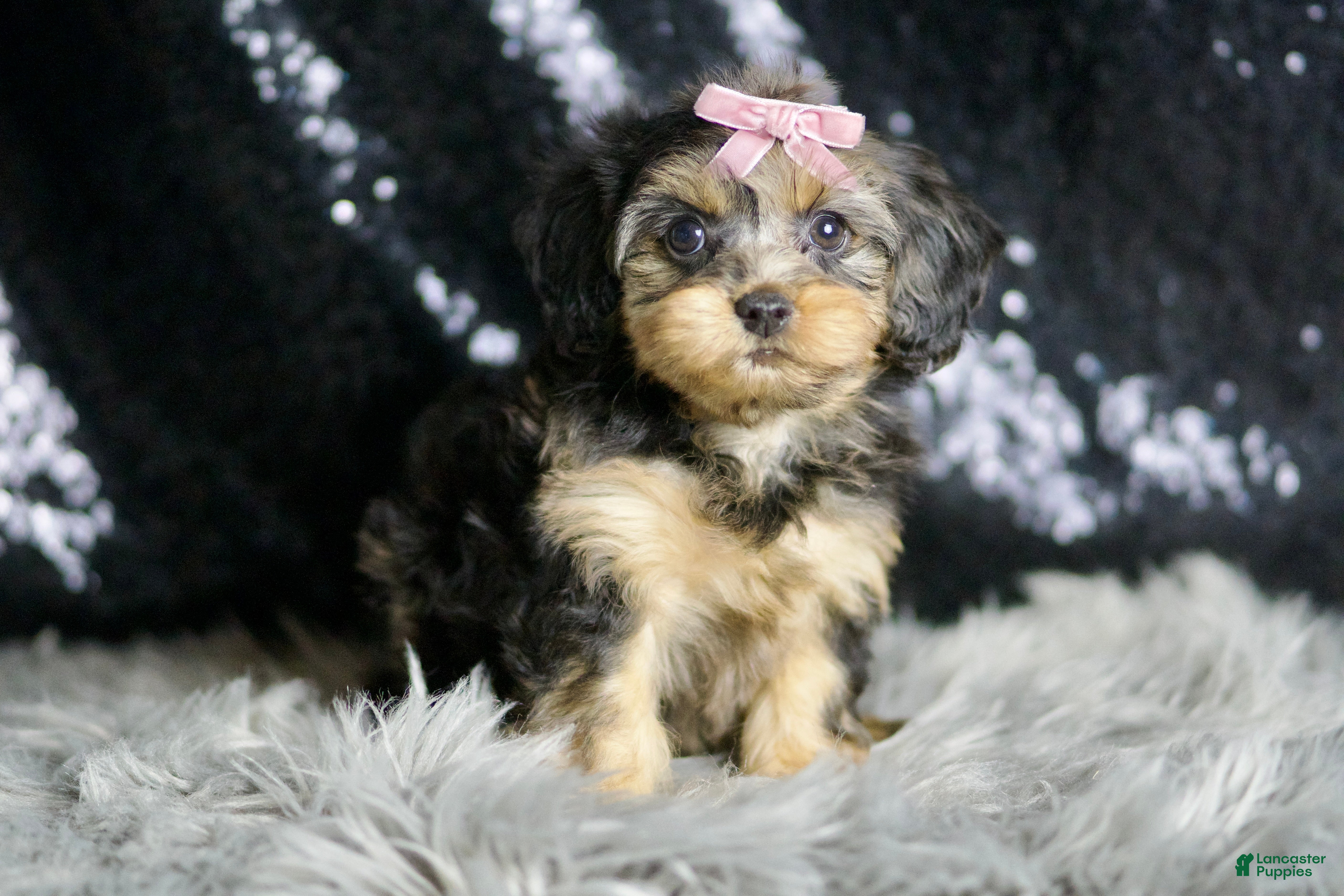 Yorkiepoo dogs Daphne - Ad 35