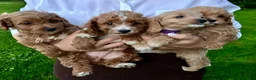 Cavapoochon dogs for sale: 💜 Purple Sunset - Ad 6