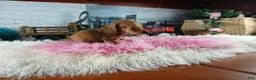 Miniature Dachshund dogs for sale: Suzies Teacup red girl. Hand Delivery  - Ad 8