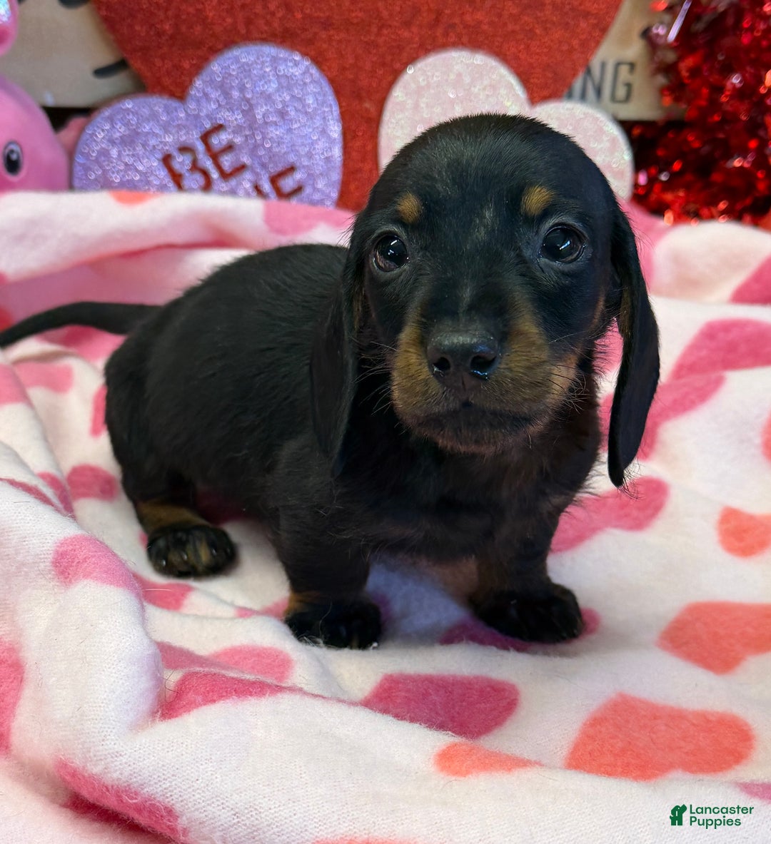 Dachshund dogs for sale: Dachshund Puppy 1 - Ad 2