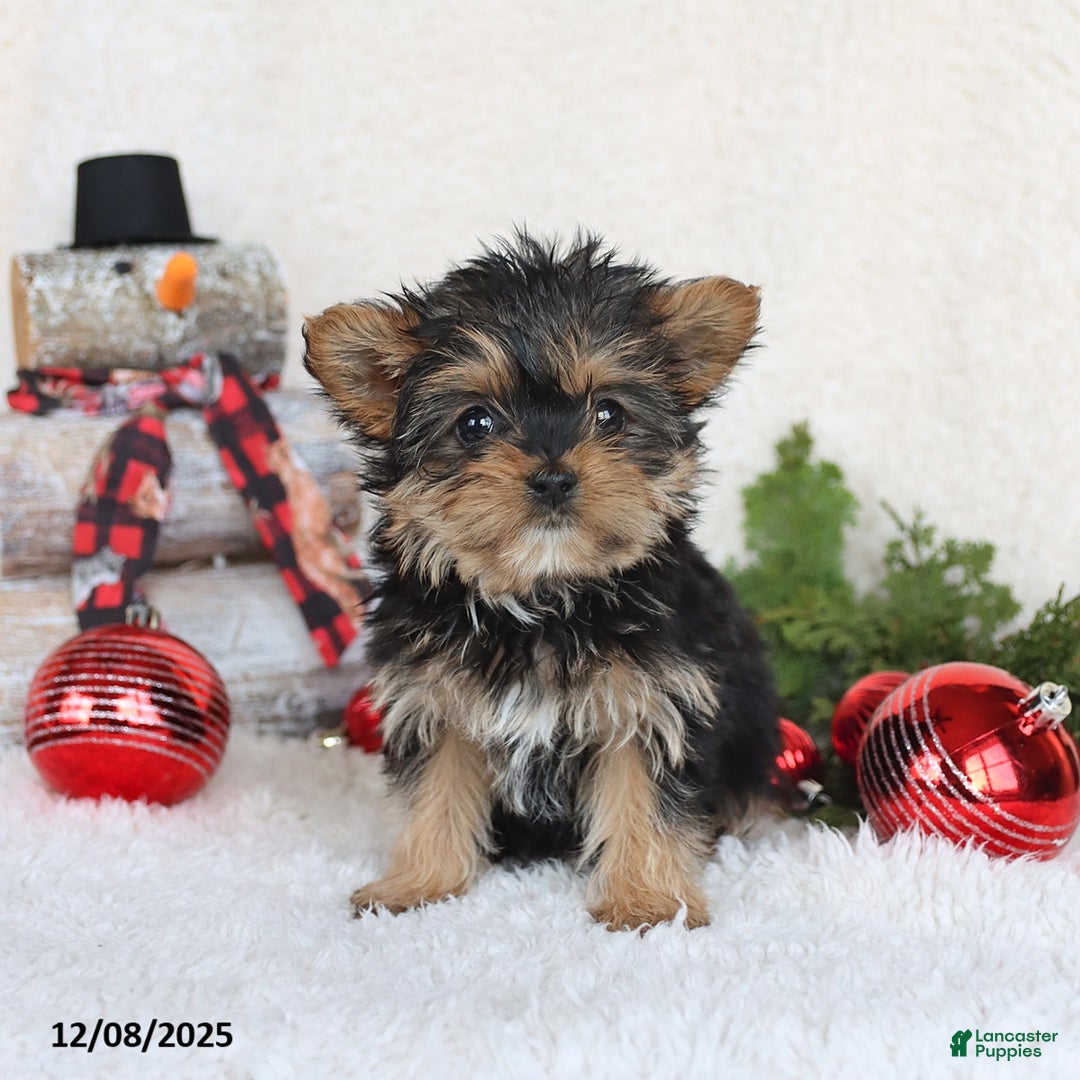 Yorkshire Terrier dogs for sale: Candy - Ad 1