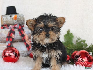 Yorkshire Terrier dogs Candy - Ad 15