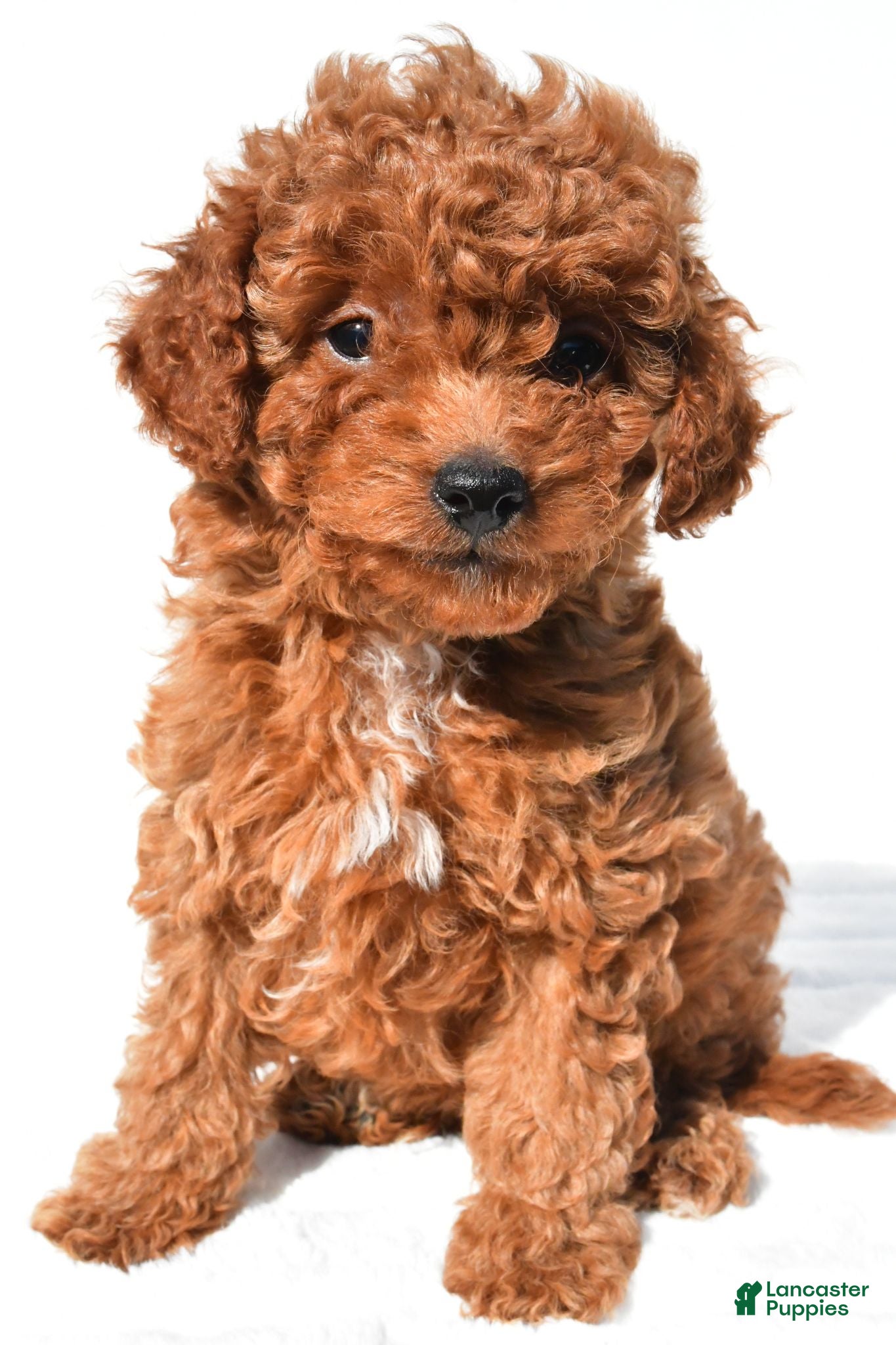 Cavapoo dogs Max - Ad 1