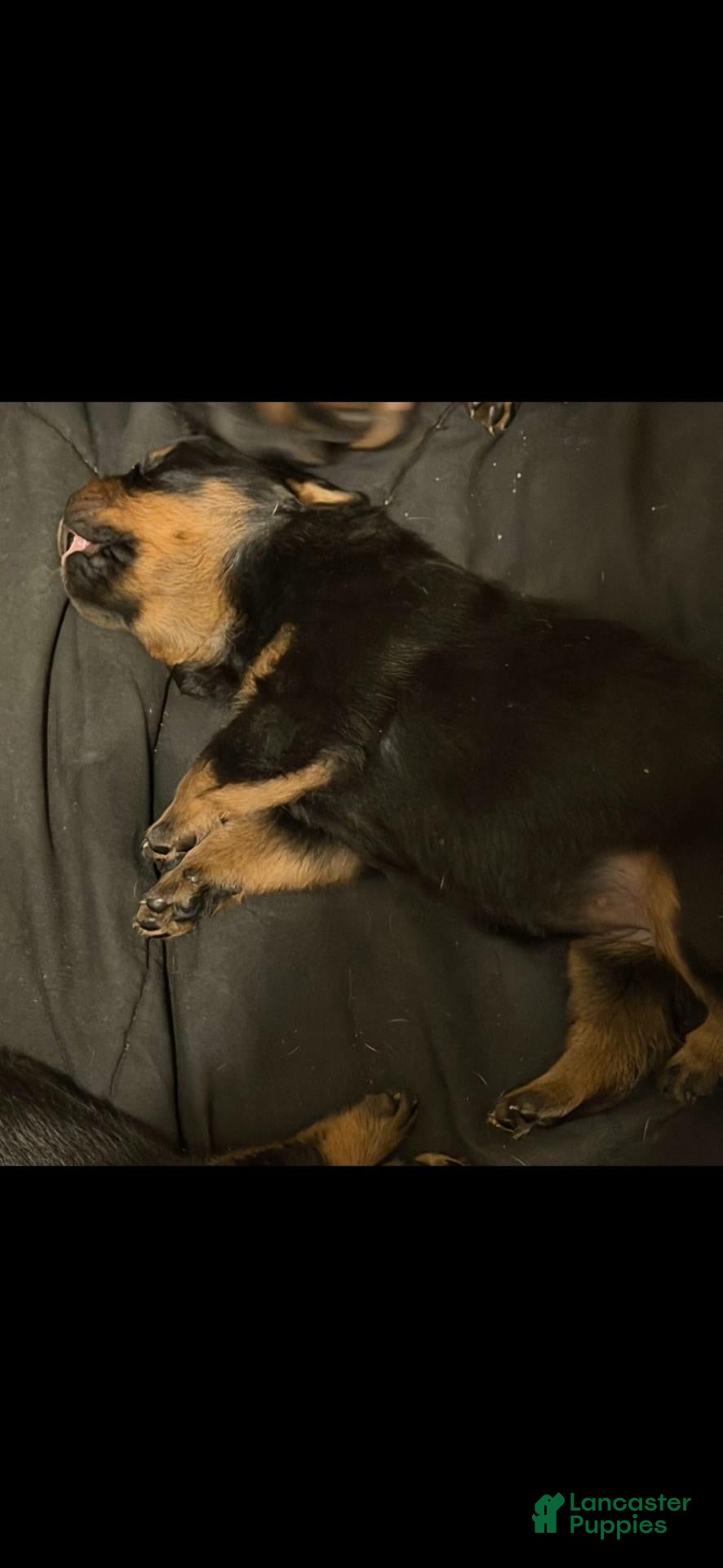Rottweiler dogs Rottweiler 3 - Ad 14