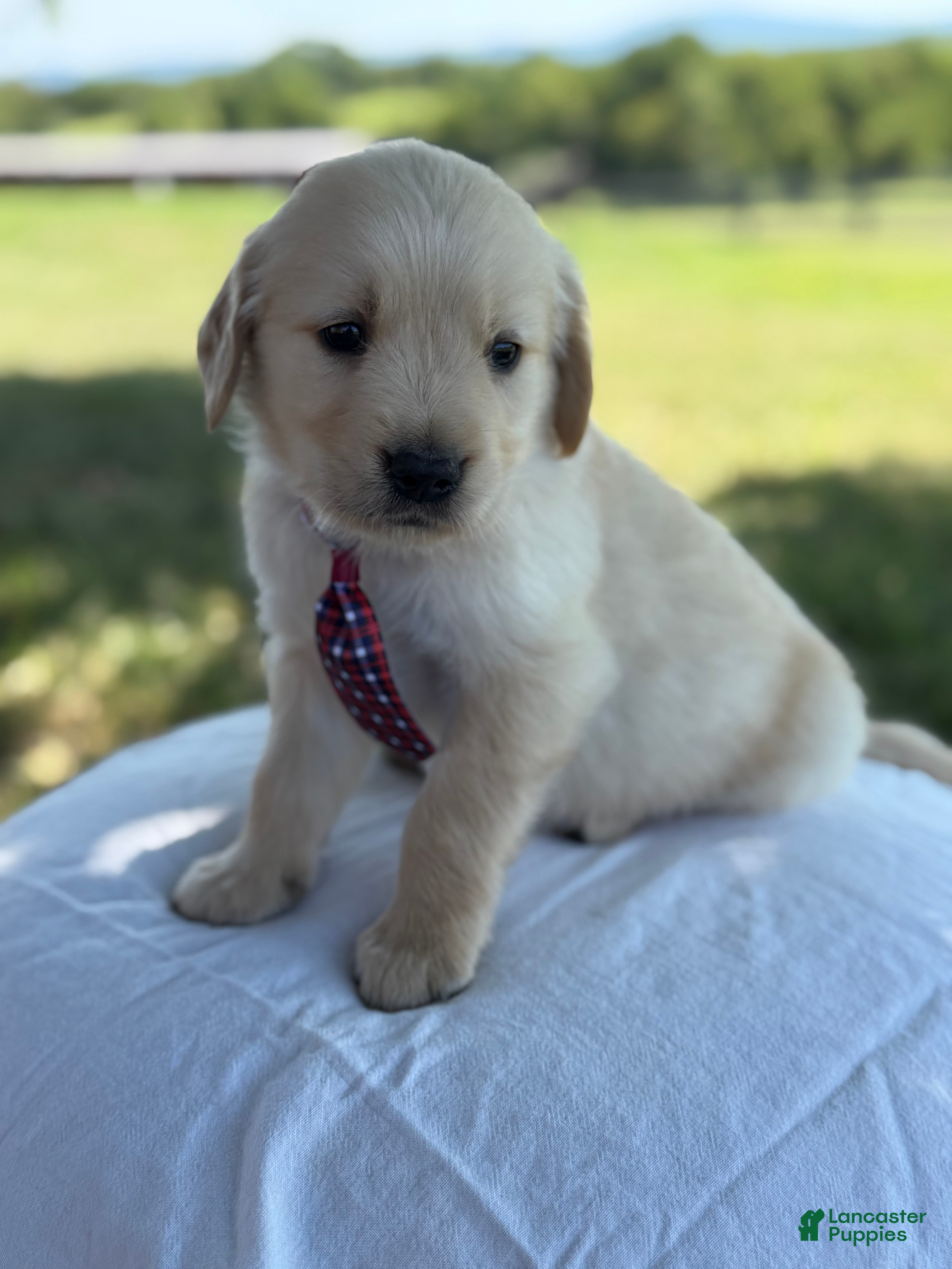 Golden Retriever dogs Lincoln - Ad 1