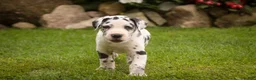 Great Dane dogs for sale: Bentley Great Dane  - Ad 3