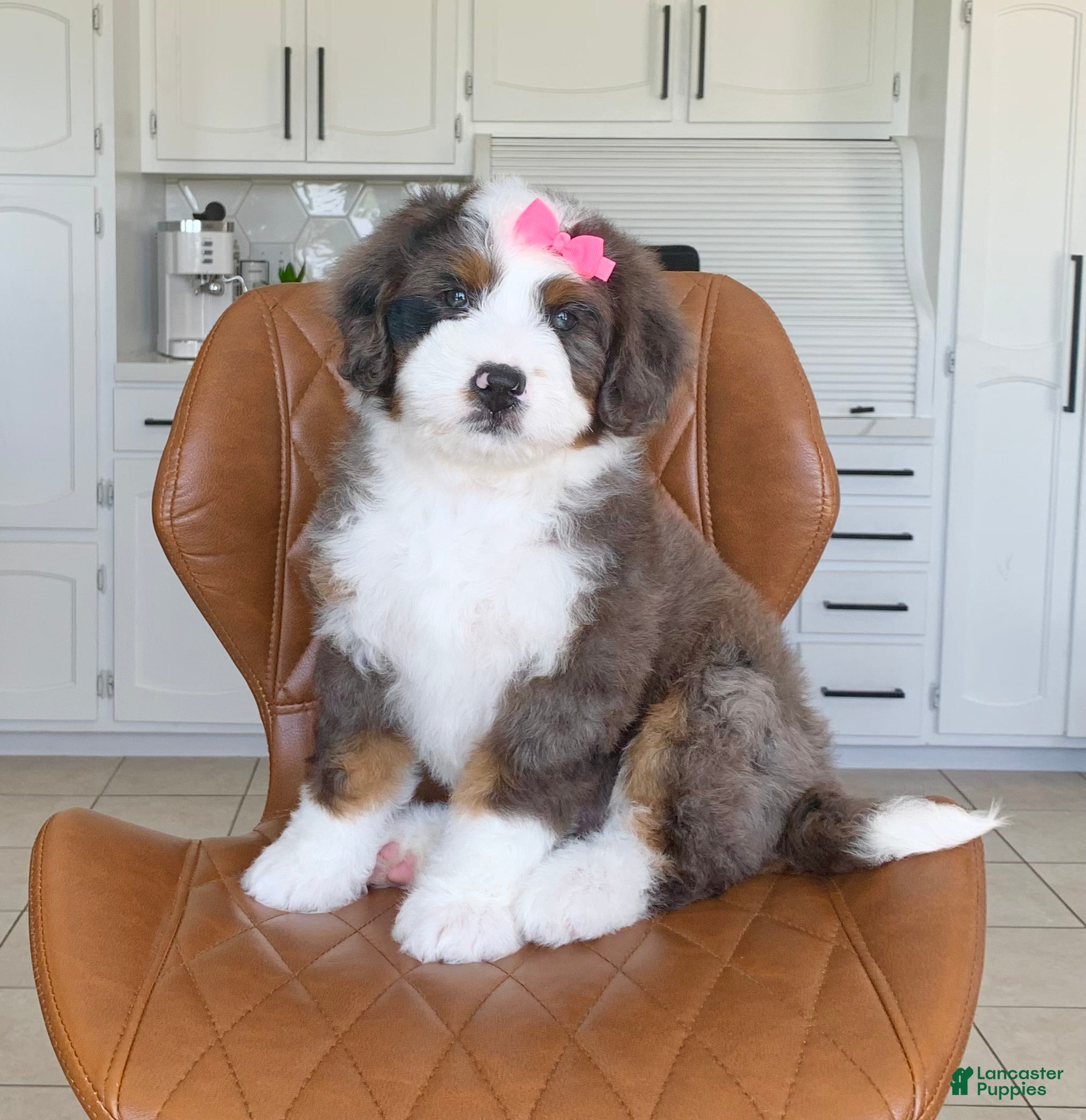 Bernedoodle dogs Clover - Ad 1