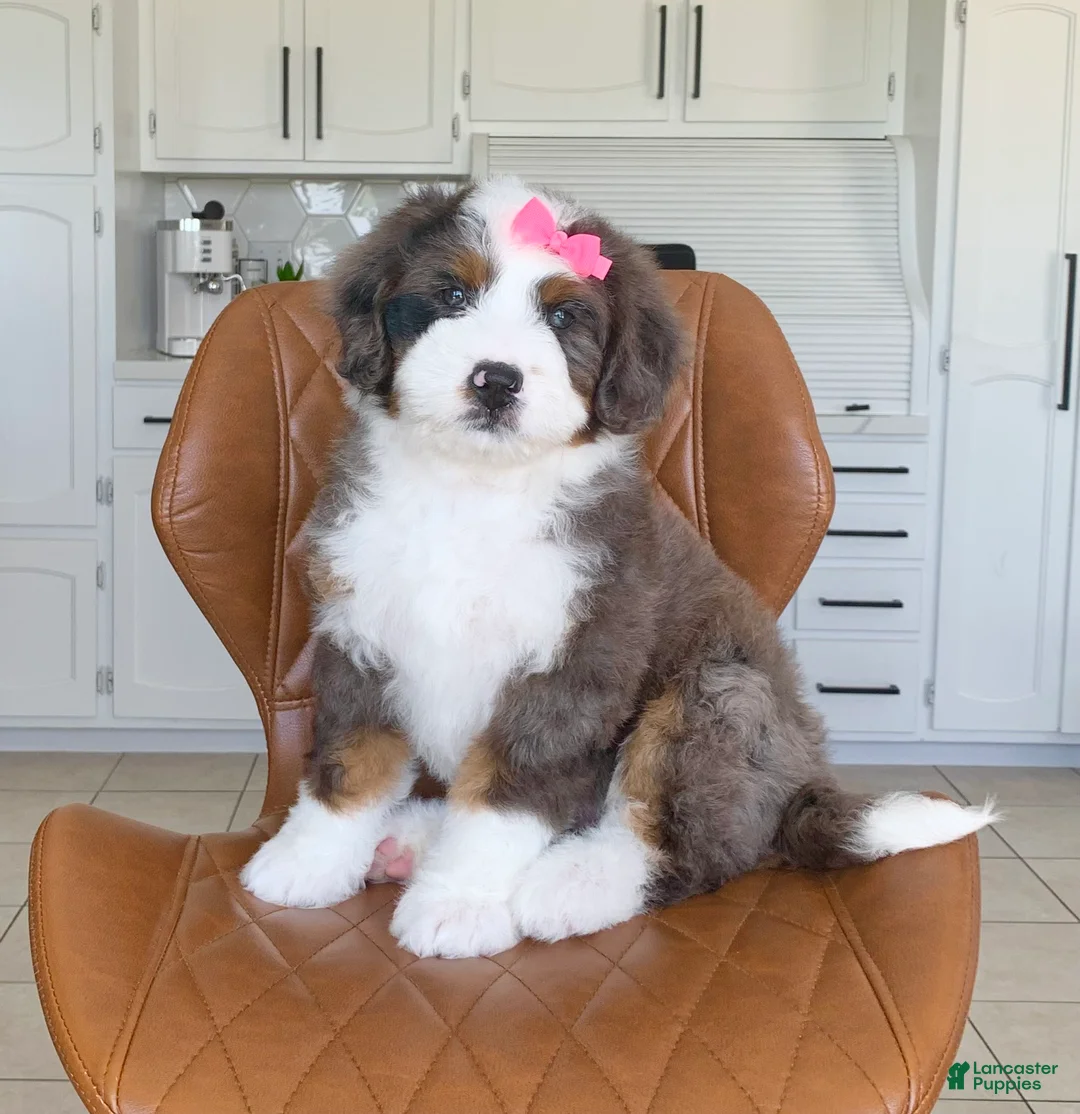 Bernedoodle dogs for sale: Clover - Ad 1