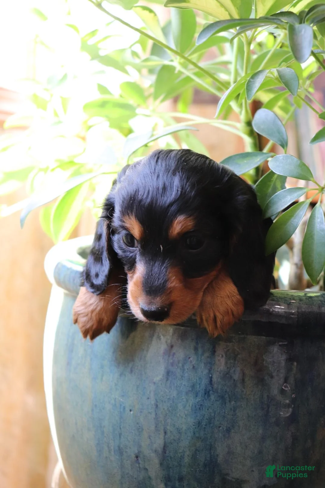 Dachshund dogs for sale: Mocha - Ad 2