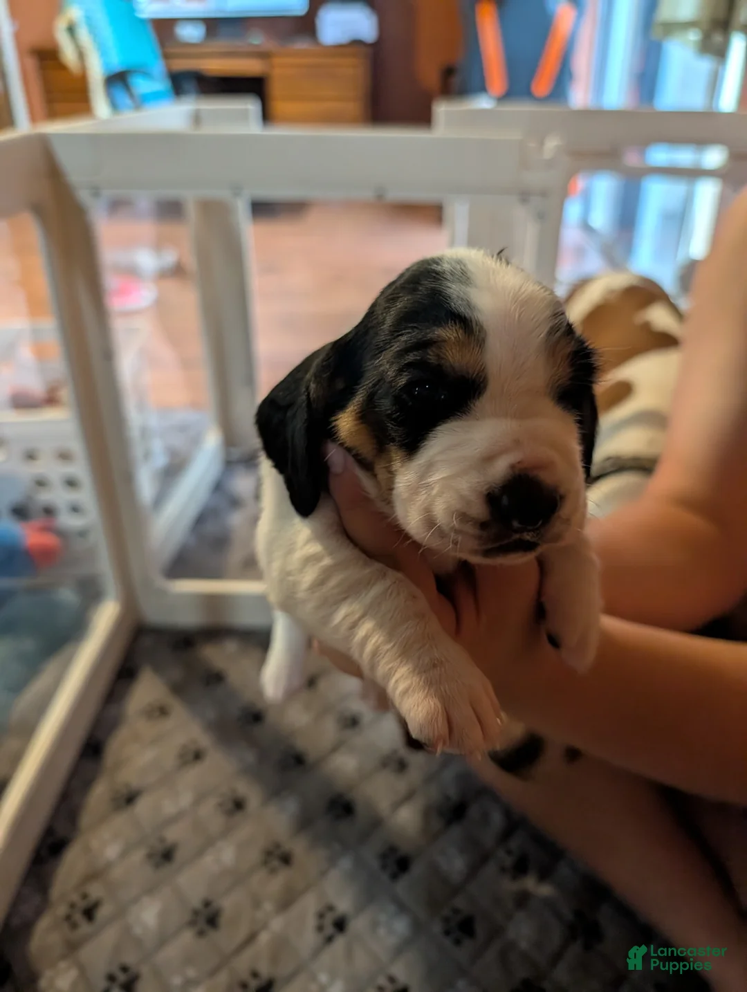 Basset Hound dogs for sale: Yellow (Jilly May) - Ad 1