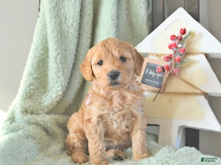 Mini Goldendoodle dogs Beni - Ad 15