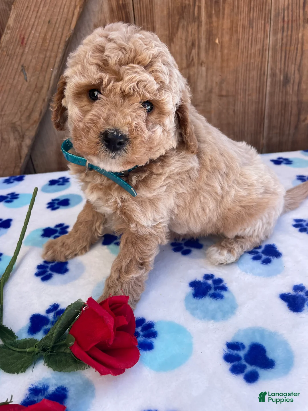 Mini Goldendoodle dogs for sale: Dottie - Ad 4