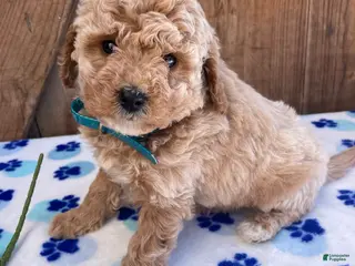 Mini Goldendoodle dogs Dottie - Ad 14