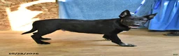 Belgian Malinois dogs for sale: Draco - Ad 4