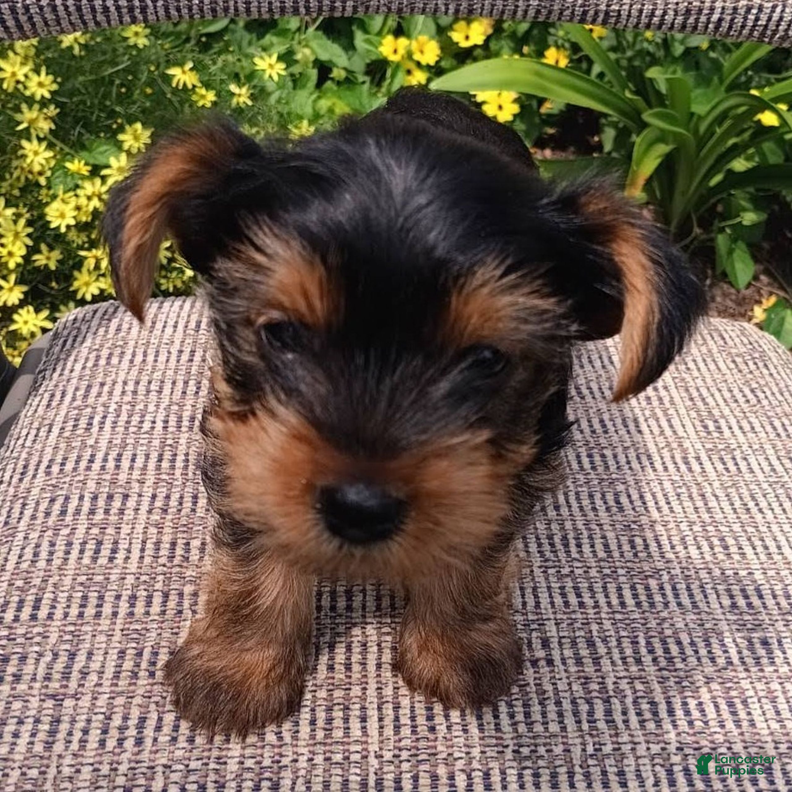 Yorkshire Terrier dogs Buster  - Ad 1