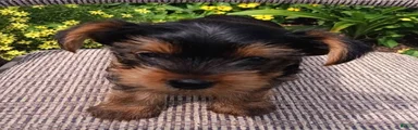 Buster 