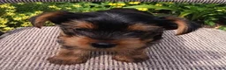 Yorkshire Terrier dogs for sale: Buster  - Ad 1