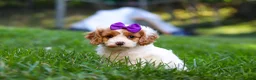 Cavapoo dogs for sale: Katie - Ad 2