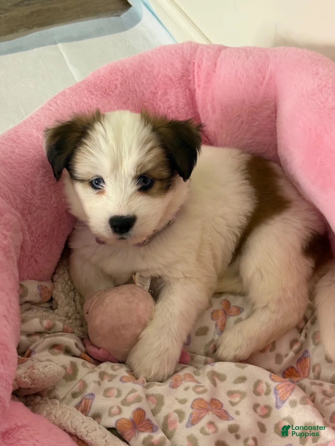Mixed Breed dogs for sale: Mixed Breed 1 - Ad 1