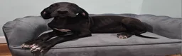 Great Dane dogs for sale: Black  - Ad 11