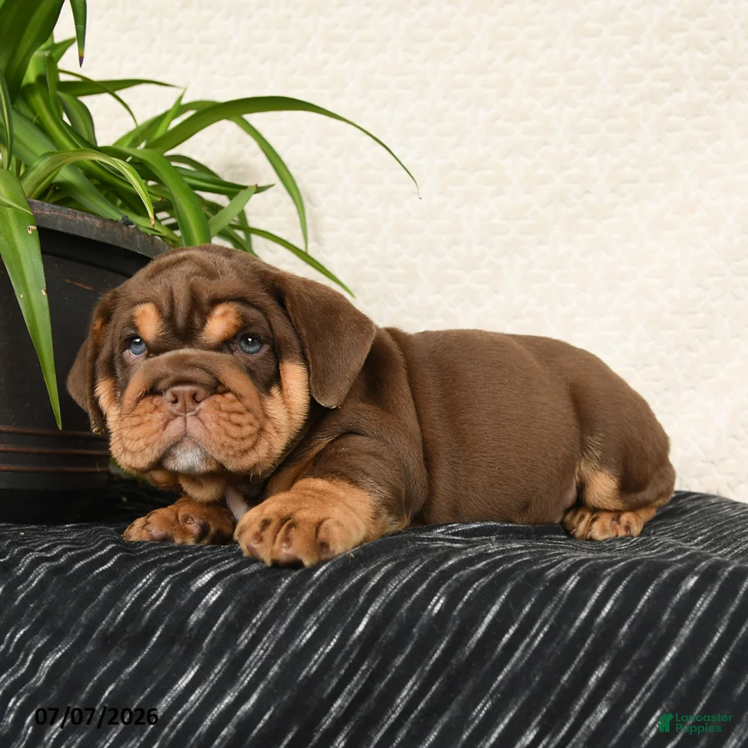 English Bulldog dogs for sale: Rufus - Ad 5