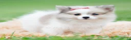 Pomeranian dogs for sale: Rosie - Ad 4