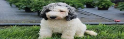 Standard Poodle dogs for sale: Buddy - Ad 9