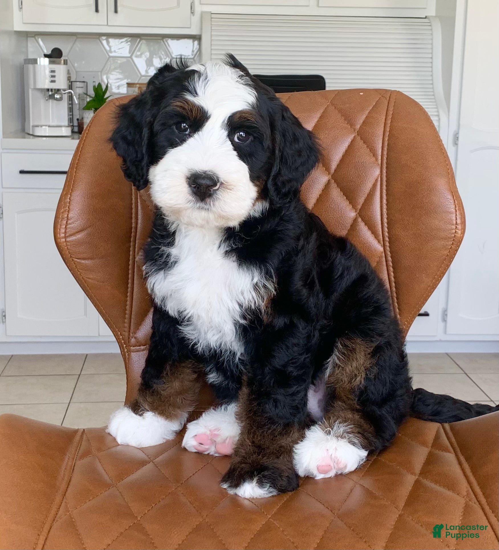 Bernedoodle dogs Buddy - Ad 2