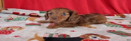 Miniature Dachshund dogs for sale: Andy - Ad 4