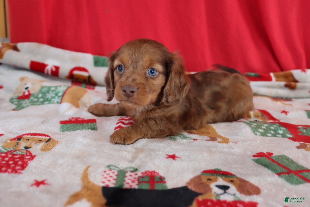 Miniature Dachshund dogs for sale: Andy - Ad 4